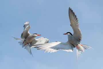 Showdown in the sky. Common Terns interacting in flight. Adult common terns in flight on the blue sky background. Scientific name: Sterna hirundo