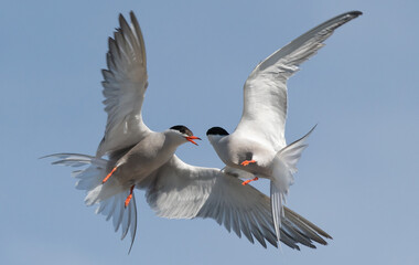 Showdown in the sky. Common Terns interacting in flight. Adult common terns in flight on the blue sky background. Scientific name: Sterna hirundo