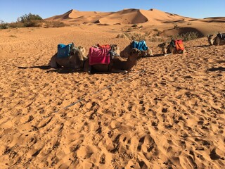 Dromedaries sitting down  in Desert 