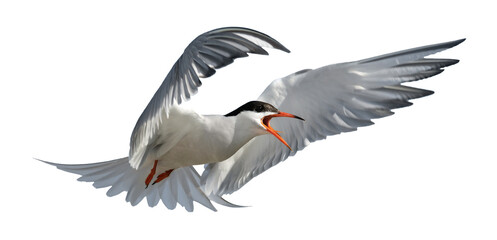Adult common tern with open beak in flight. Isolated on white background. Close up. Scientific name: Sterna hirundo