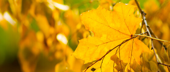 Maple leaves on a blurred background. Autumn background with yellow maple leaves
