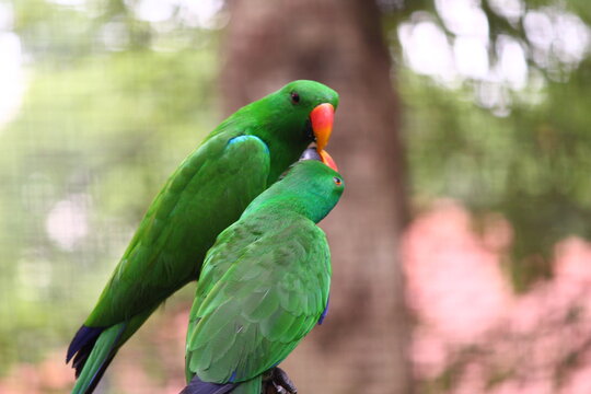 Parrots Kissing - Photo taken from Kuala Lumpur Bird Park, KL, Malaysia.