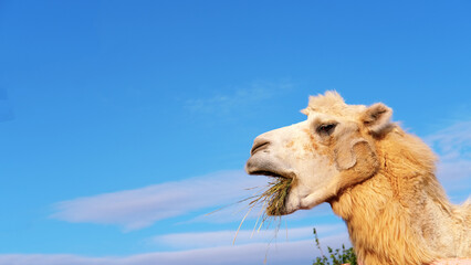 camel chews hay, dried grass on a background of blue sky and fluffy clouds. zoo farm concept