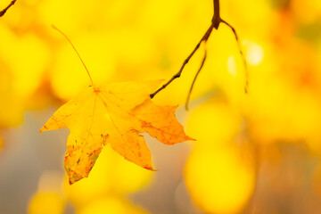 Maple leaves on a blurred background. Autumn background with yellow maple leaves