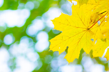 Maple leaves on a blurred background. Autumn background with yellow maple leaves