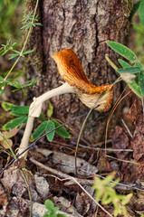 poisonous mushroom