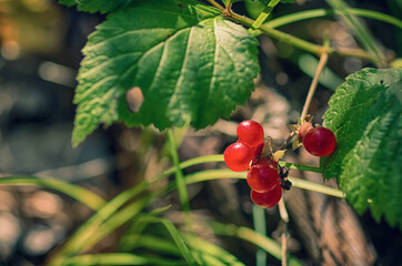 forest red berries