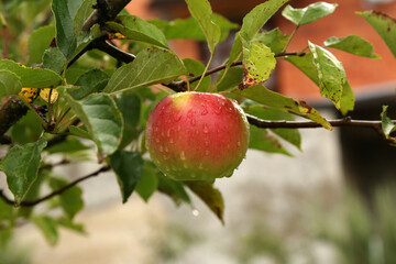 red apples ripen on tree branches in the garden