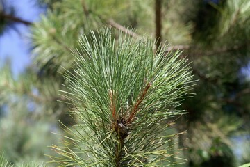 Needles of a red pine, Pinus resinosa