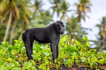 The Celebes crested macaque.  Crested black macaque, Sulawesi crested macaque, celebes macaque or the black ape. Wild nature. Natural habitat. Sulawesi. Indonesia.