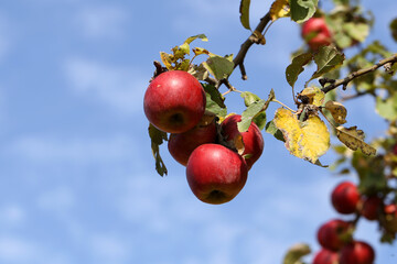 red apples ripen on tree branches in the garden