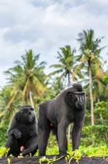 The Celebes crested macaques .  Crested black macaque, Sulawesi crested macaque, celebes macaque or the black ape. Wild nature. Natural habitat. Sulawesi. Indonesia.