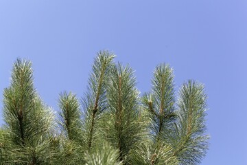 Needles of a red pine, Pinus resinosa