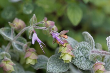 Flower of a Cretan dittany or hop marjoram, Origanum dictamnus