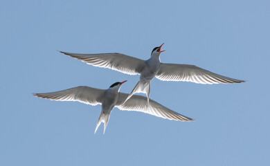 Showdown in the sky. Common Terns interacting in flight. Adult common terns in flight on the blue sky background. Scientific name: Sterna hirundo