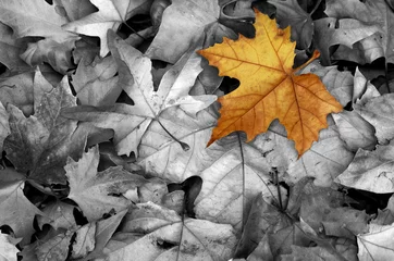 Fototapeten Lo que el viento no arrastro, texturas de otoño. Naturaleza muerta colores de otoño © MiguelAngel Martín 