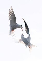 Showdown in flight. Common Terns interacting in flight. Adult common terns in flight  in sunset light isolated on the white background. Scientific name: Sterna hirundo.