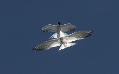 Showdown in the sky. Common Terns interacting in flight. Adult common terns in flight on the blue sky background. Scientific name: Sterna hirundo