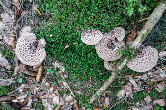 Habichtspilz . Sarcodon imbricatus . Shingled hedgehog