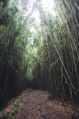 bamboo path in the forest