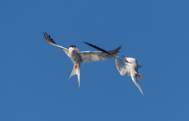 Showdown in the sky. Common Terns interacting in flight. Adult common terns in flight on the blue sky background. Scientific name: Sterna hirundo