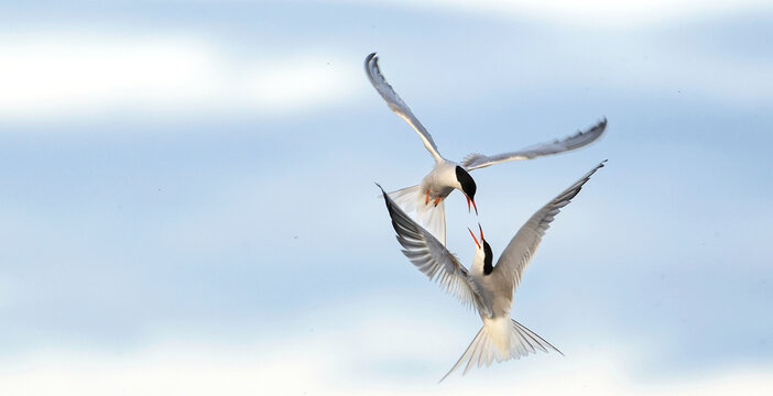 Showdown in the sky. Common Terns interacting in flight. Adult common terns in flight on the blue sky background. Scientific name: Sterna hirundo