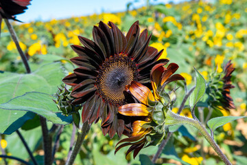 brown sunflower flower summer