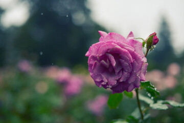 A single dark pink rose in a garden in the rain