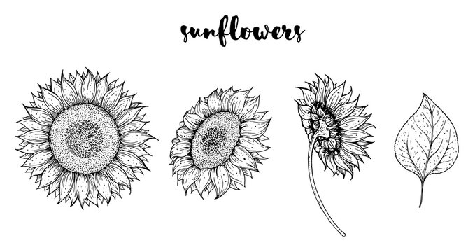 Sunflower hand drawn collection. Sunflowers sketch. Vector illustration. Isolated collection.