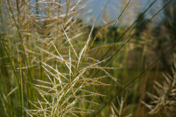 The game of hiding the sun through the gap of casful flowers, Kashful, Wild sugarcane. Saccharum spontaneum. Kashful is usually found beside the riverside of Bangladesh.