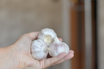 a girl's hand holds garlic at home in the country after harvesting
