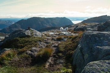 Hiking with Husky Dog Through Europe Hiking Trail Near Stavanger Norway