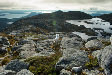 Obraz premium Hiking with Husky Dog Through Europe Hiking Trail Near Stavanger Norway