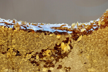 Honey in a honeycomb close-up. Apiary, beekeeping concept