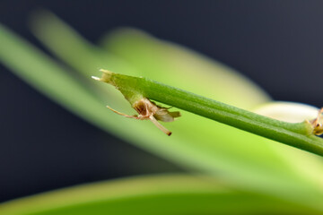 Grube, zielone, długie liście na rozmytym tle.