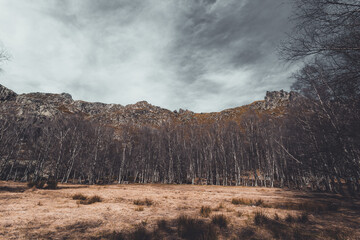 clouds over the forest