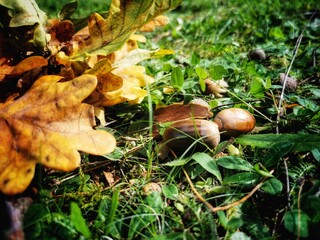 mushrooms in the forest © Marcin