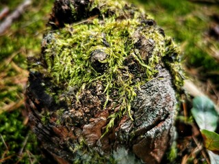 moss on the tree