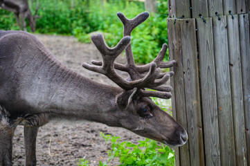 A wild moose with growing horn is looking for food and roaming around the Jungle in a Sweden zoo