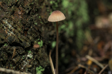 Mycena,
tiny forest mushrooms, macro photo