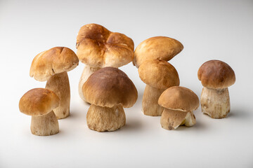 boletus mushrooms