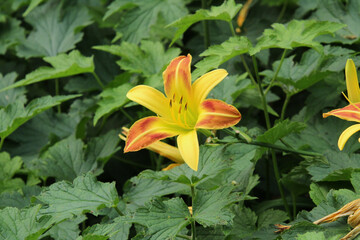 Yellow and Orange Tiger Lily