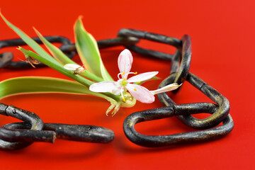 Mały, biały kwiat i metalowy łańcuch. © Krzysztof Głowacki