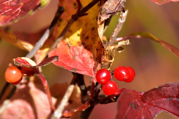 Ripe highbush cranberries with fall foliage. 