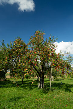 Roter Apfelbaum