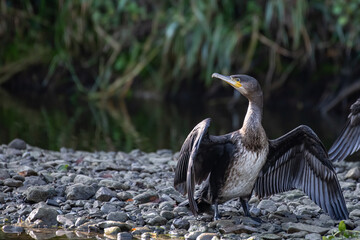 Great Cormorant