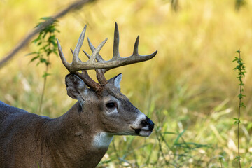 White-tailed deer  on the pasture