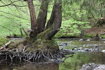 Wurzeln im Fluss und Pilz am Baum