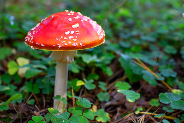 Fly amanita (Amanita muscaria) mushrooms closeup in the autumn forest.