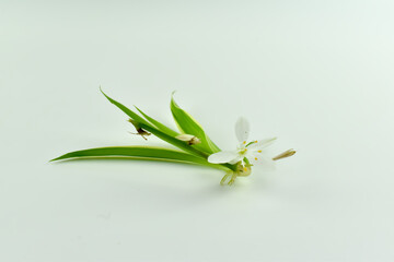Mały, biały kwiat z łodygą na jasnym tle. - obrazy, fototapety, plakaty